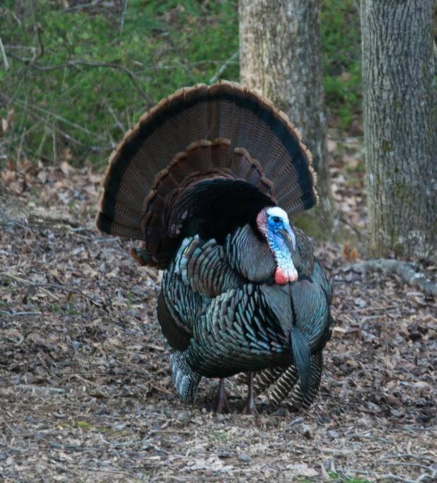 Bluebirds Nest 10 Min To Avl Biltmore Hot Tub Cont Bkfst Sparkling Water Asheville Esterno foto
