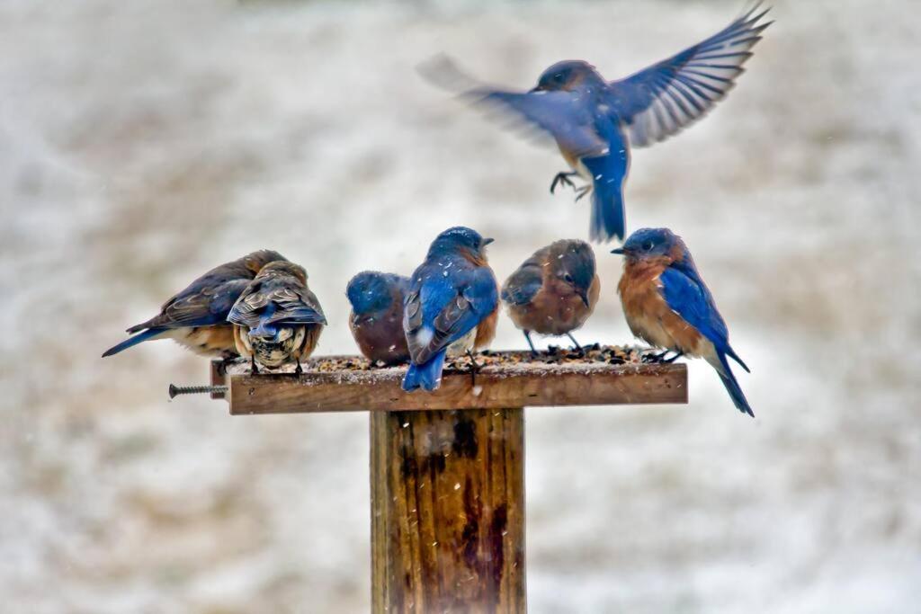 Bluebirds Nest 10 Min To Avl Biltmore Hot Tub Cont Bkfst Sparkling Water Asheville Esterno foto